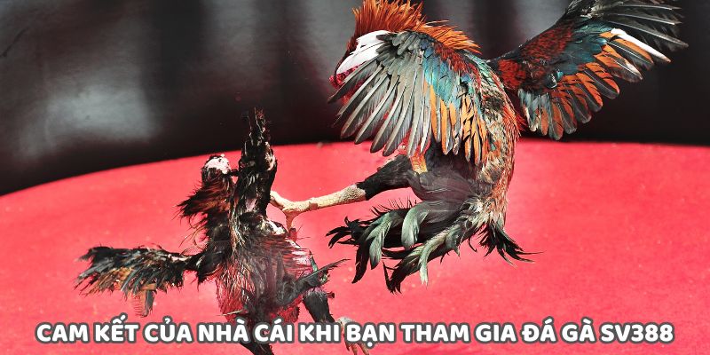 Cam kết quyền lợi và bảo mật tuyệt đối khi chơi đá gà SV388